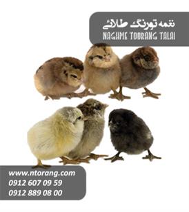 جوجه یکروزه محلی